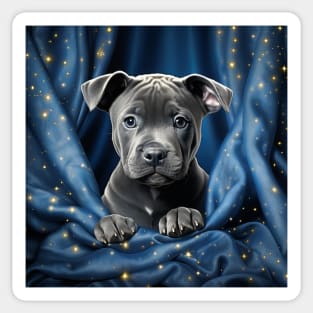 Blue nose Staffy puppy Sticker